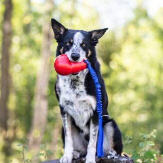 Elastisk Bounzer-kampis