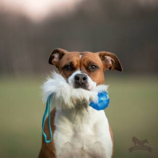 Fickkampis fårskinn med KONG Squeezz pipboll